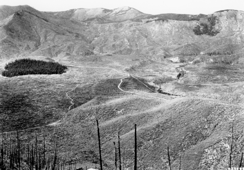 A vast mountainous landscape with rugged hills and valleys. A patch of dense trees is nestled in an otherwise barren or lightly forested area. Several winding paths cut through the landscape. Tall, thin, bare trees are visible in the foreground.