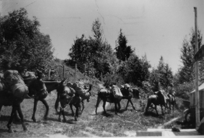 A line of pack animals walking along a path in a wooded area, with trees and vegetation surrounding them. Each animal is carrying large bundles. A person is guiding the animals.