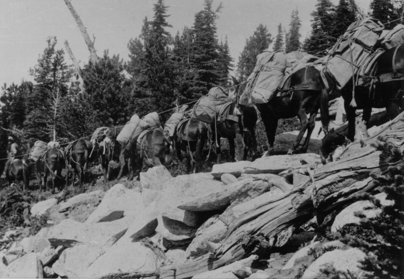 A line of pack mules carrying large bundles along a rocky mountain trail surrounded by trees.