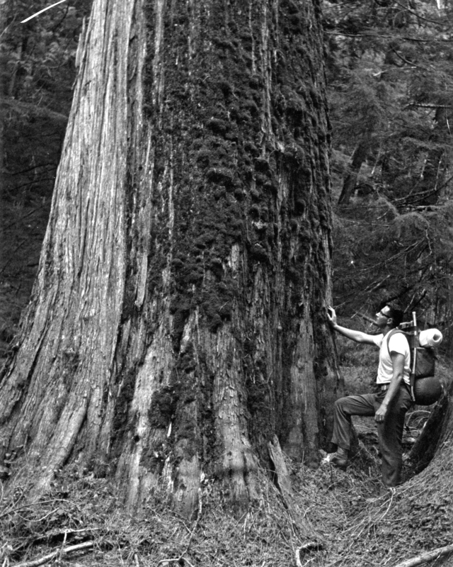 A person standing next to a large tree trunk in a forest, carrying a backpack and resting a hand on the tree.