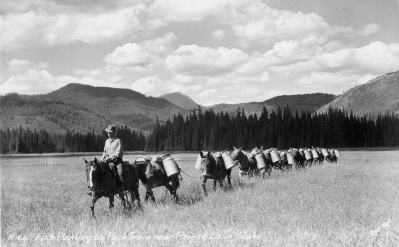 A person is sitting on a horse, leading a line of pack horses, each carrying large containers. They are moving through an open grassy area surrounded by forested hills and mountains in the background.