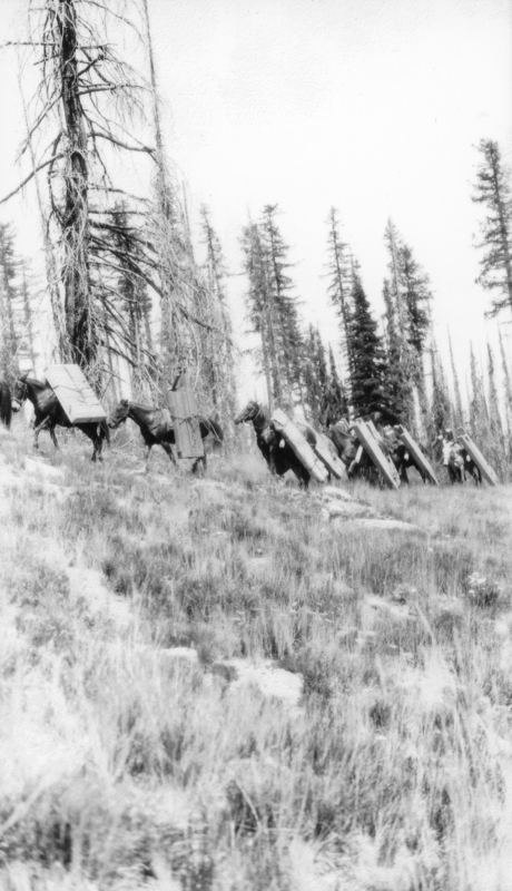 A line of horses carrying large boxes walks up a grassy hillside surrounded by tall trees.