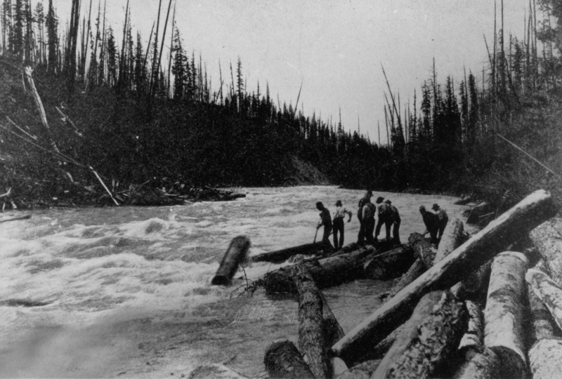 A group of men standing on logs in a river with a forested area in the background.