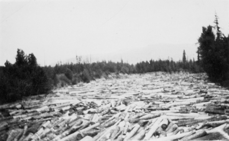 A large number of logs are scattered across the ground in a clearing surrounded by trees.