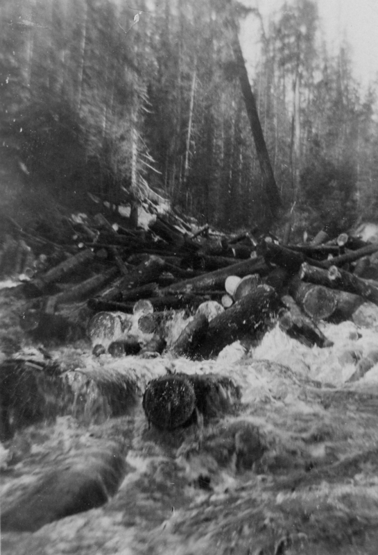 A river flowing rapidly over rocks and logs, with a background of dense trees and a leaning tree on the right.