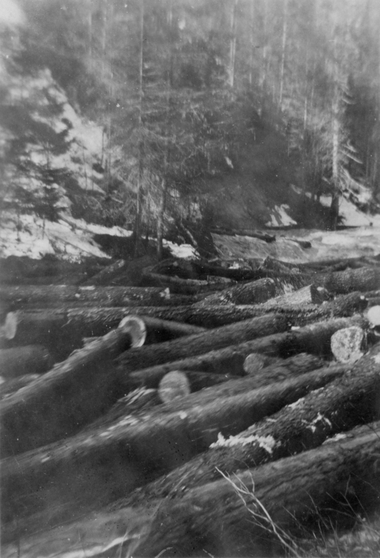 Logs are lying across a landscape with snow patches, surrounded by trees.