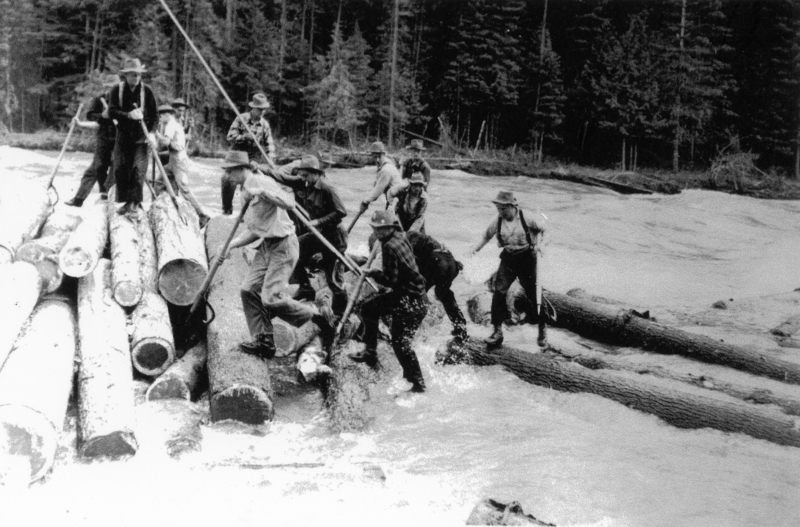 A group of men with hats and long poles are maneuvering logs on a flowing river, surrounded by dense, tall trees. Some are standing on the logs, appearing to work together.