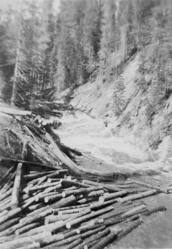 Logs floating in a river within a forested area, surrounded by trees and a rocky hillside.
