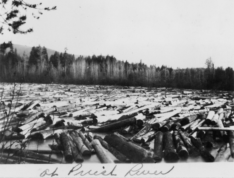 Logs floating on a river with a forested area in the background. Some trees and branches are visible in the foreground. "At Priest River" handwritten at the bottom of the image.