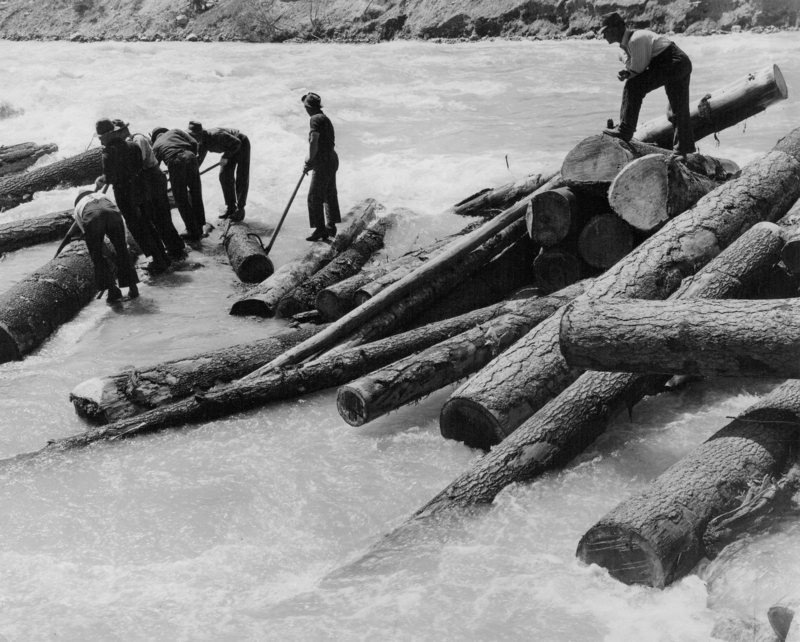 Several men are standing on logs in a river, working together to manage the logs with long poles.