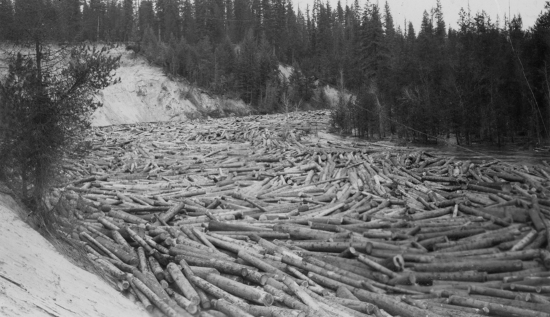A large number of logs are floating in a waterway surrounded by dense trees, with a steep, sandy embankment on one side.