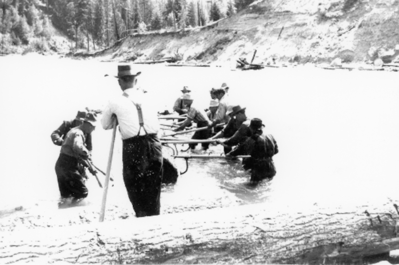 A group of men standing in a river, holding peaveys. The background shows a forested hillside.