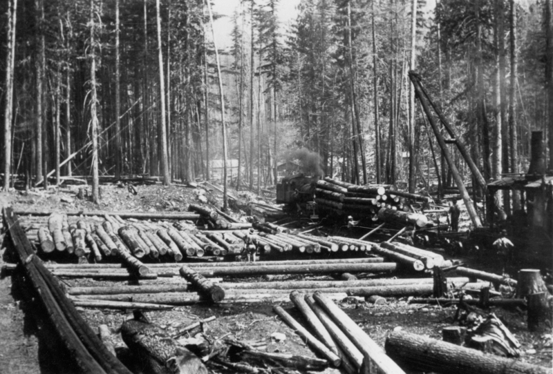 A forested area with stacked logs and a steam engine locomotive in the background. The ground is covered in more logs, with a few people visible near the train. Tall trees surround the scene.