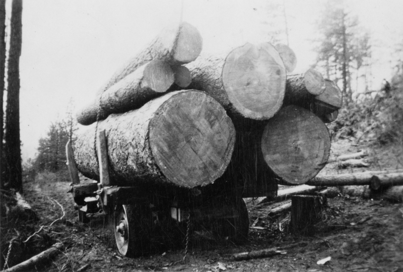A large cart filled with cut logs on a dirt track in a forested area.