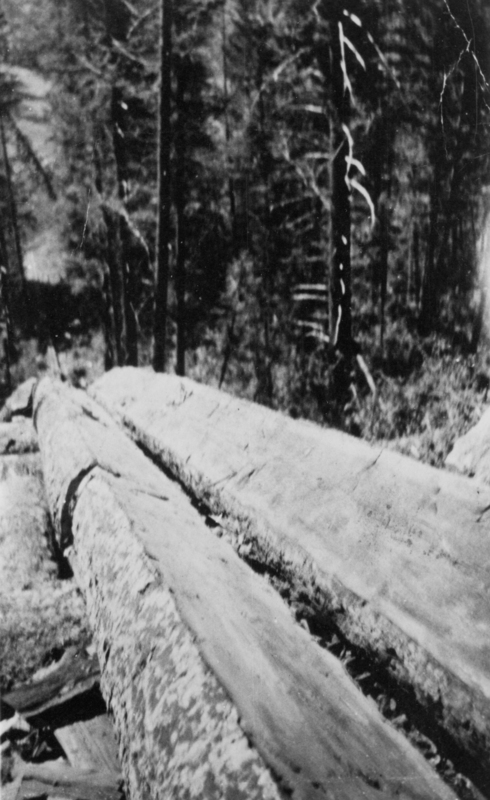 Large fallen trees positioned horizontally in a forested area with more trees in the background.