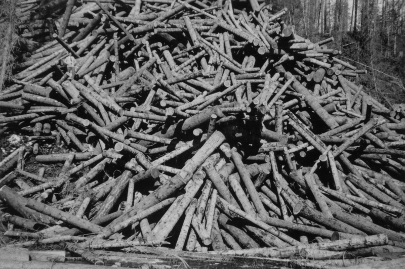 A large pile of cut logs stacked haphazardly, surrounded by trees in a forest setting.