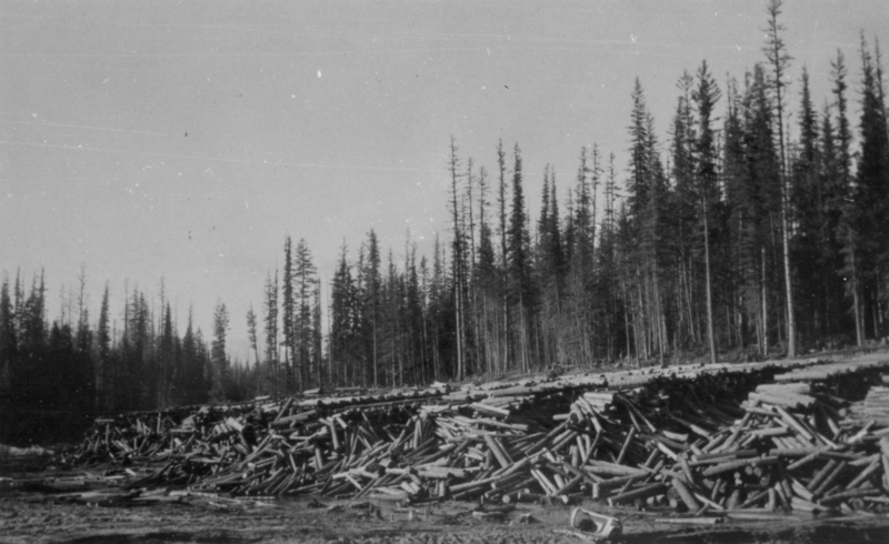 Stacks of logs are piled on the ground with a dense forest of tall, slender trees in the background. The scene is in a clearing surrounded by trees.