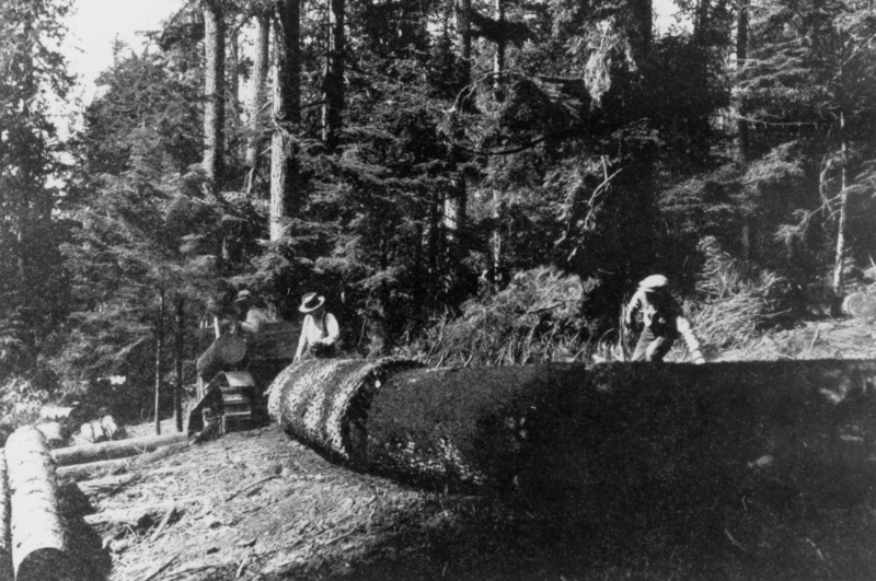 Loggers working in a dense forest, with large fallen trees and foliage surrounding them. One person is leaning against a massive log in the foreground, while another is sitting on a piece of equipment nearby. Tall trees form the background, creating an overall rugged and natural setting.