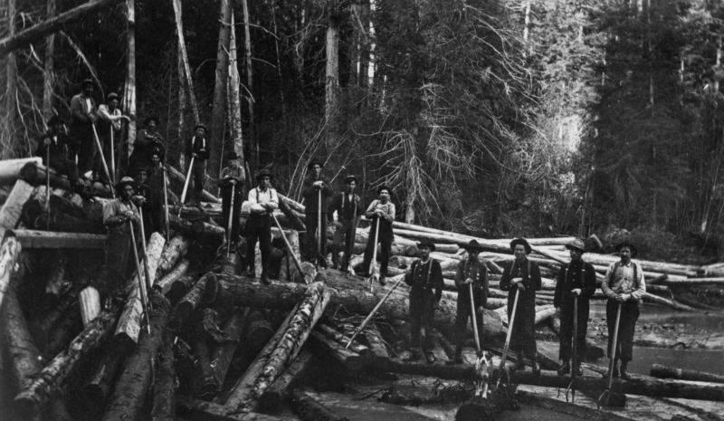A group of men standing on large logs in a forest, each holding a pole. A small dog is standing among them. The area is surrounded by tall trees.