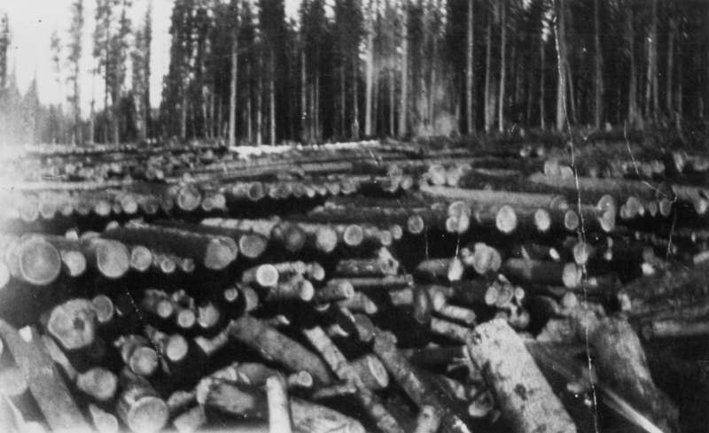 A large number of cut logs are stacked in several rows. Tall trees stand in the background, forming a dense forest.