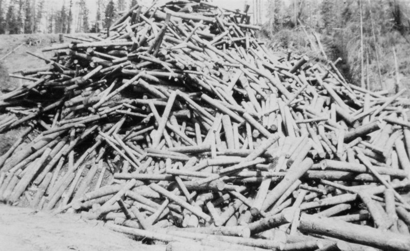 A large pile of cut logs piled in an open outdoor area, surrounded by trees.