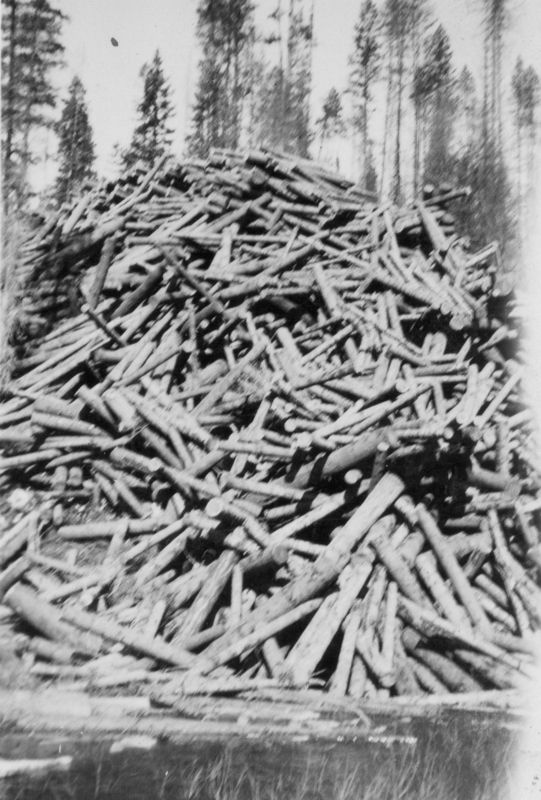 A large pile of logs stacked in an outdoor area surrounded by tall trees.