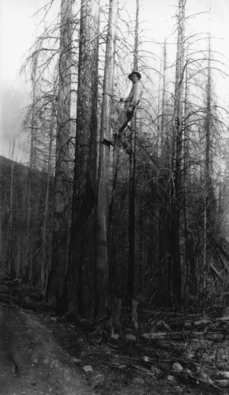 A person wearing a hat is climbing a tall, bare tree in a forest area with other leafless trees around. The ground is uneven with some rocks and debris visible.
