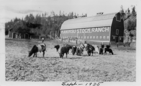 Cows grazing in a field with a large barn in the background labeled "Kaniksu Stock Ranch." There are trees and a fence surrounding the area, and the ground is grassy. "Label on the building reads "KANIKSU STOCK RANCH". Handwritten text at the bottom reads "Sept - 1935"."