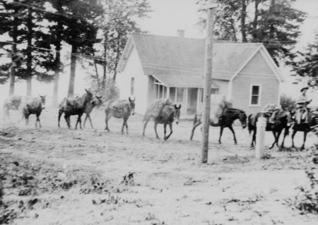 A group of pack animals walking in a line past a house. There is a person riding one of the animals, and trees are visible in the background.