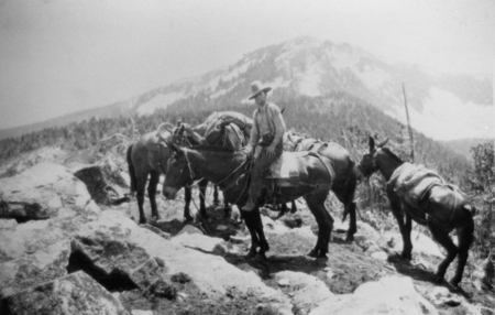 A person wearing a hat sits on a mule, surrounded by several other pack mules on a rocky mountain trail. A forested mountain is visible in the background.