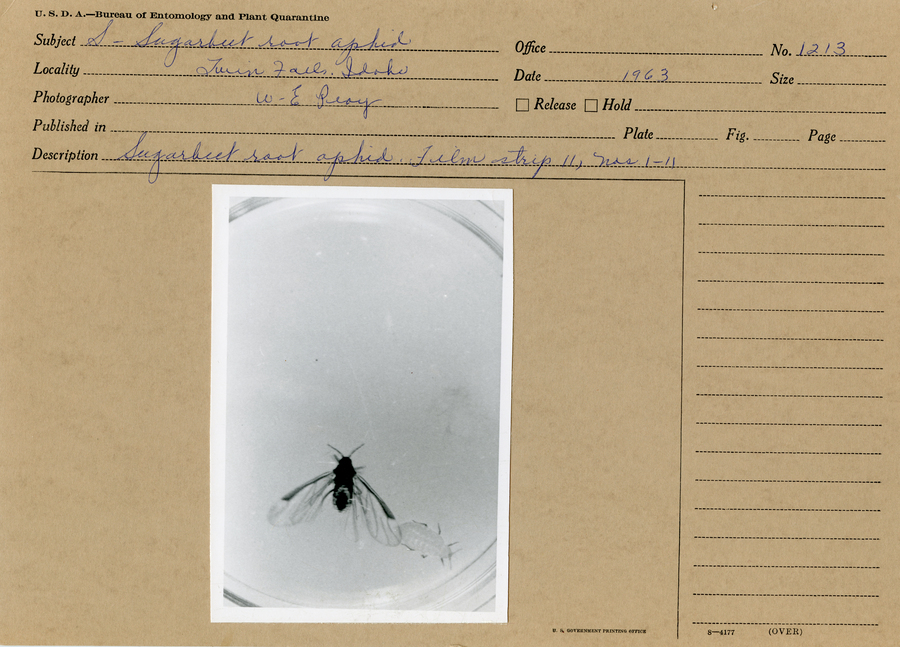 A black and white still image of sugarbeet root aphid in petri dish.