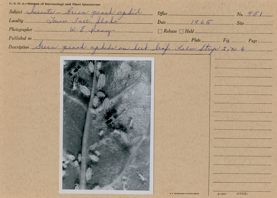 A black and white still image of green peach aphids on a beet leaf. 