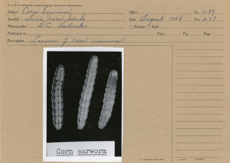 A black and white still image of corn earworm larvae.