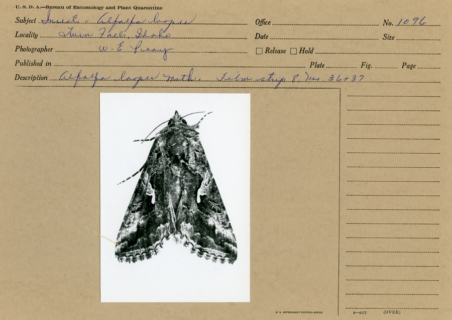 A black and white still imgae of an alfalfa looper moth.