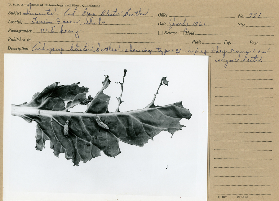 A black and white still photograph of two ash-gray blister beetles on damaged sugar beet leaf.