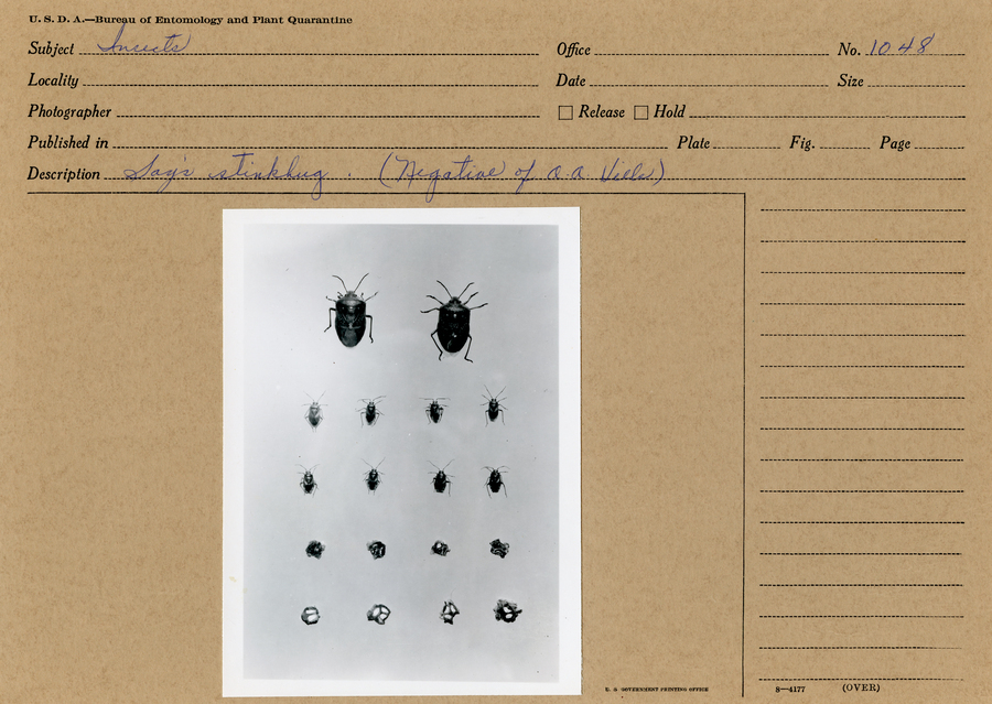 A black and white still image of the life stages of Say's stink bug (Chlorochroa sayi).