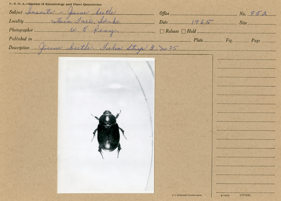 A black and white still photograph of a single June bettle in a petri dish.