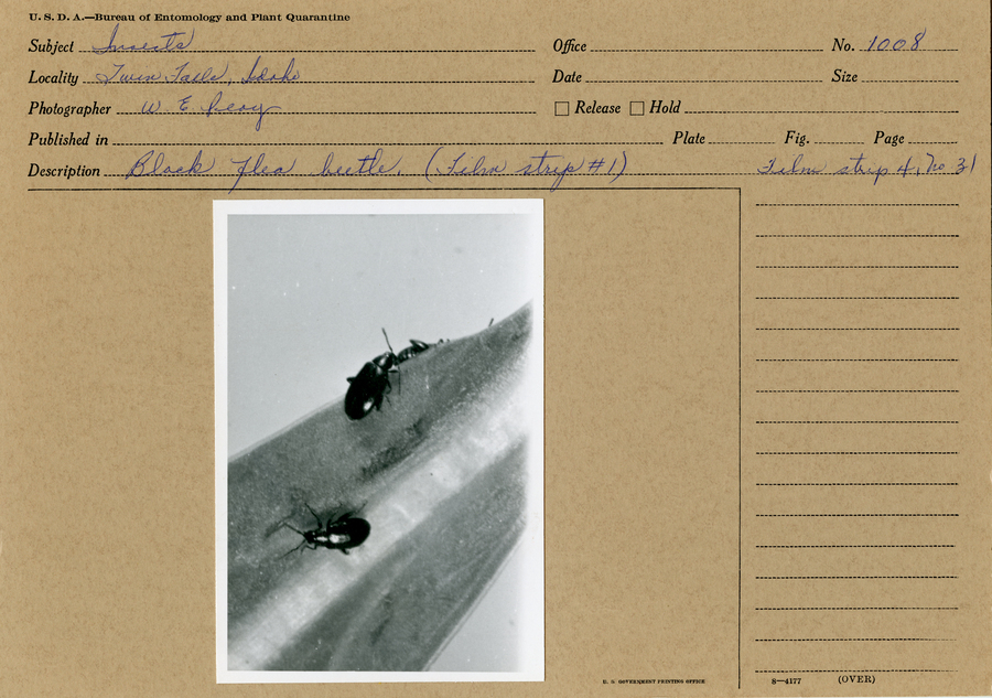 A black and white still photograph if black flea beetles on a leaf.