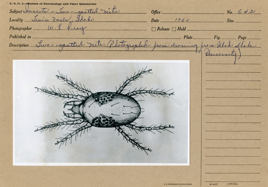 A black and white still photograph of a drawing of a two-spotted mite.