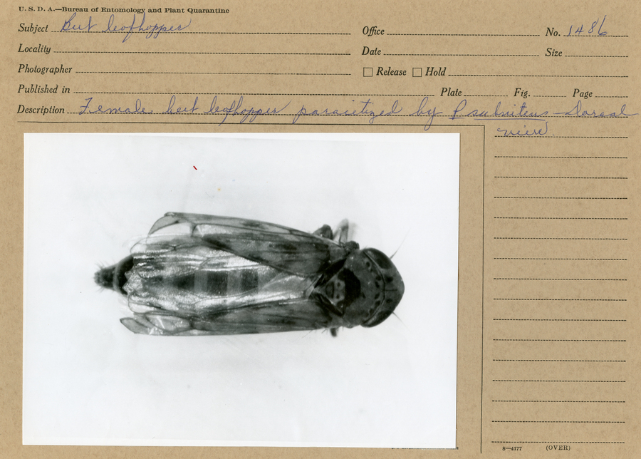 A black and white still image of the dorsal view of a parasitized, female beet leafhopper.