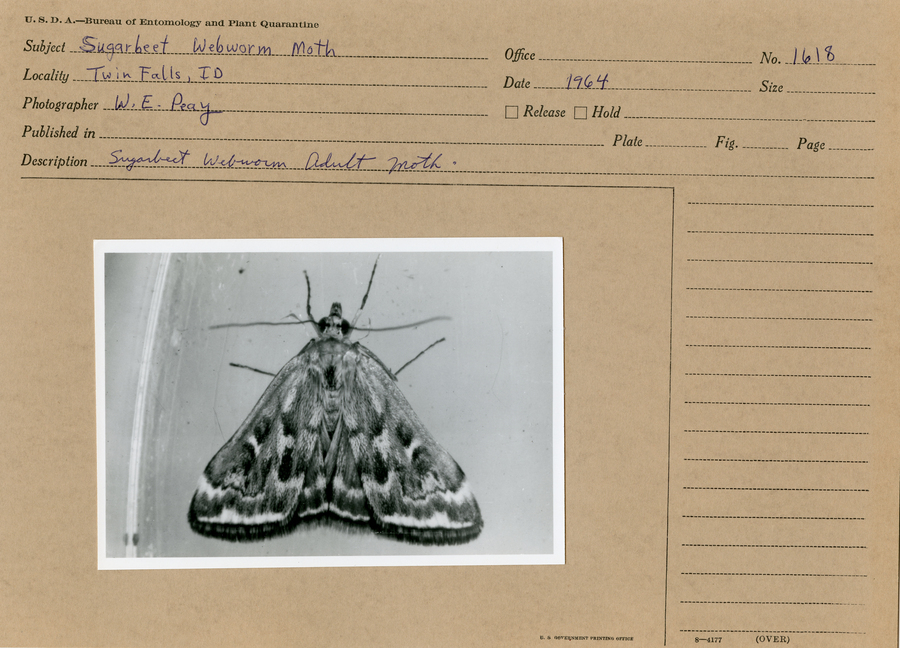 A black and white image of an individual adult sugarbeet webworm moth.