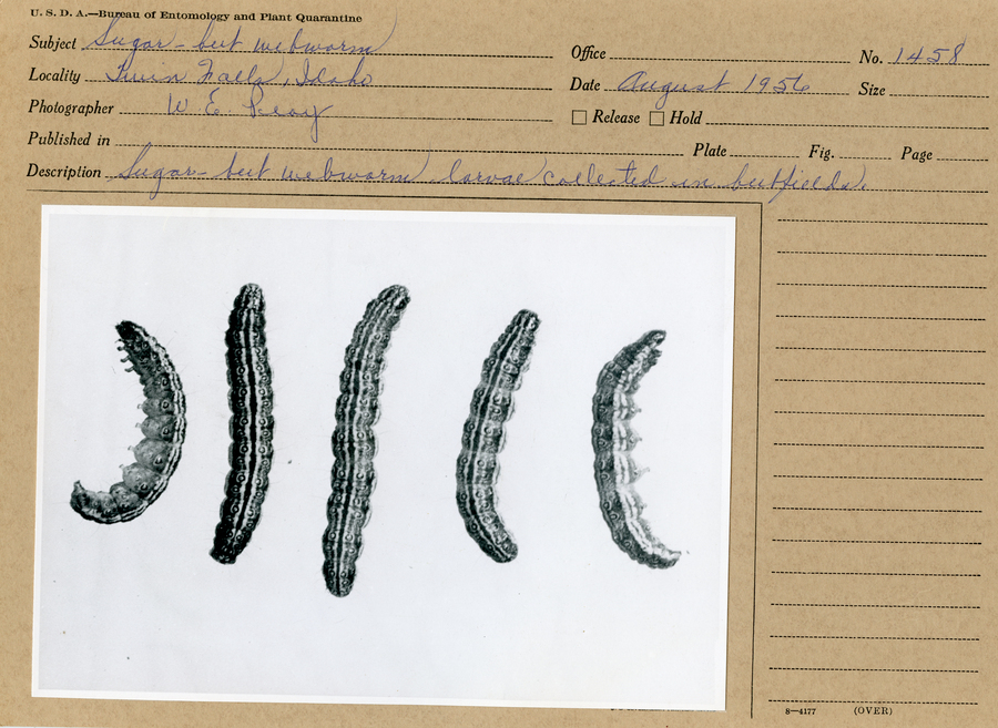 A black and white still image of five sugarbeet webworm larvae collected from a beetfield.