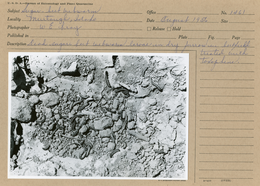 A black and white still image of multiple dead sugarbeet webworm larvae in field treated with toxaphene.