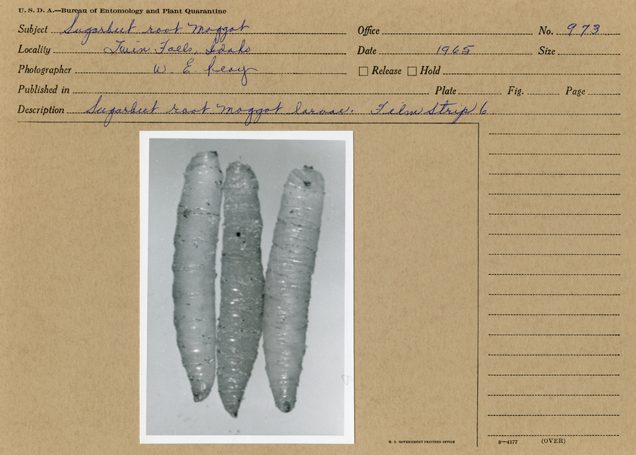 A black and white still photograph of three sugarbeet root maggot larvae.