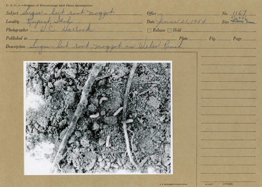 A black and white still photograph of sugarbeet root maggots in soil. 