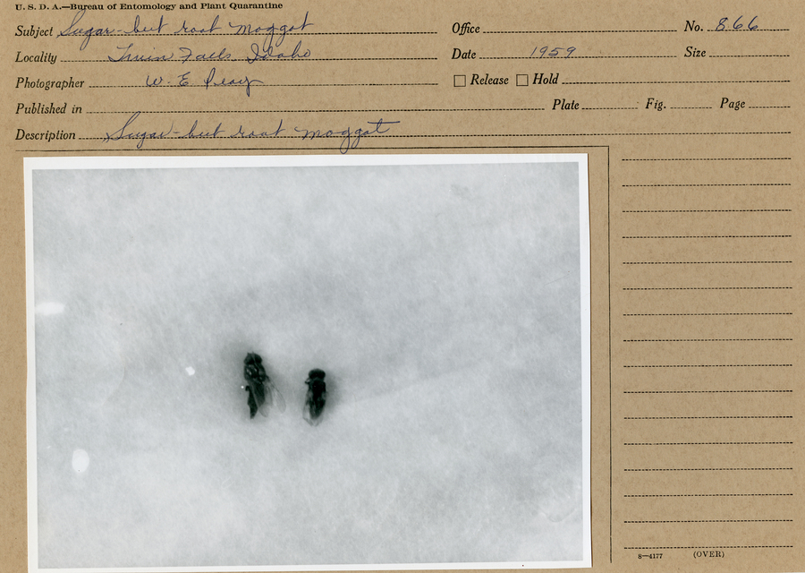 A black and white still photograph of two sugarbeet root maggots. 