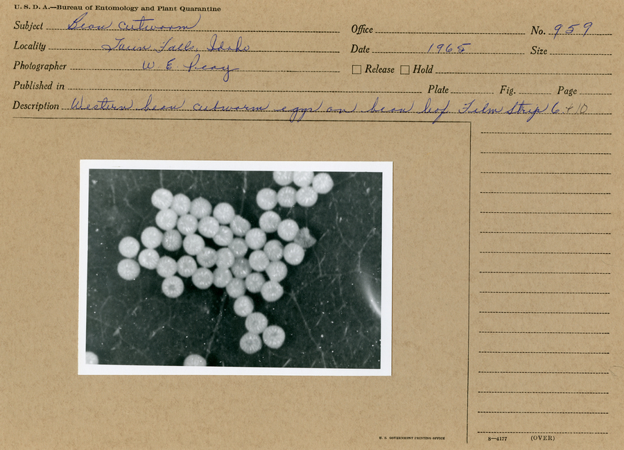 A black and white still image of bean cutworm eggs on a bean leaf.