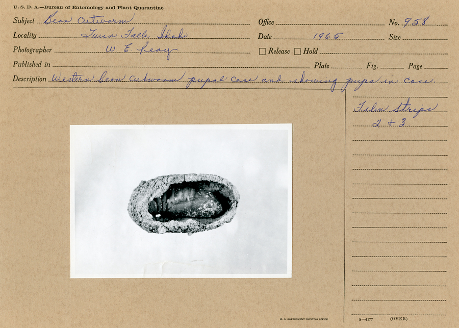 A black and white still photograph of an individual western bean cutworm inside pupal case.