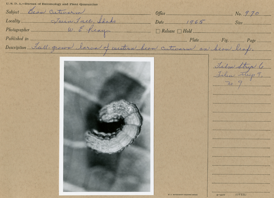 A black and white still image of a full-grown larva of the western bean cutworm on a bean leaf.