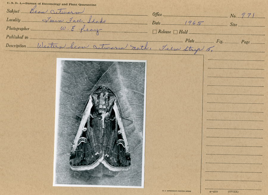 A black and white still image of a western bean cutworm moth. 